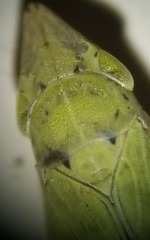 Draeculacephala balli