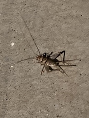 Gryllodes sigillatus