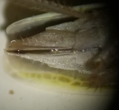 Draeculacephala balli