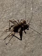 Gryllodes sigillatus