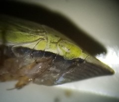 Draeculacephala balli