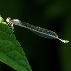 Zygoptera