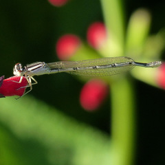 Zygoptera