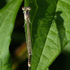 Zygoptera