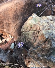 Erigeron serpentinus