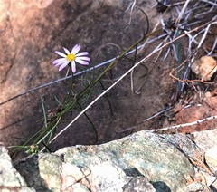 Erigeron serpentinus