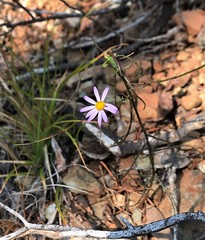 Erigeron serpentinus