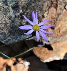 Erigeron serpentinus