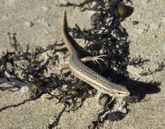 Oligosoma smithi