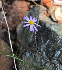 Erigeron serpentinus