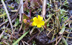 Erythranthe glabrata