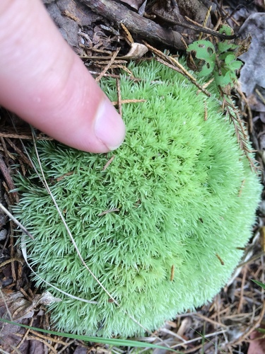 Leucobryum albidum