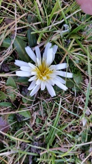 Hypochaeris taraxacoides