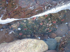 Pyura chilensis