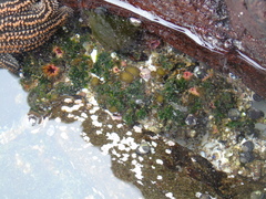 Pyura chilensis
