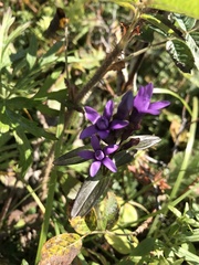 Gentianella auriculata