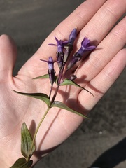 Gentianella auriculata