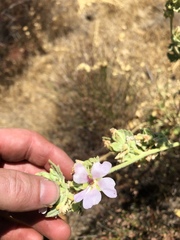 Malacothamnus aboriginum