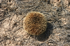 Hemiechinus auritus
