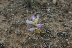 Orobanche amoena