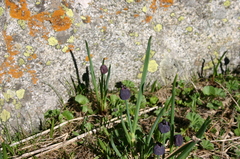 Allium atrosanguineum