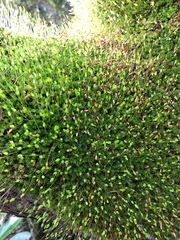 Leptostomum macrocarpum