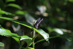 Catasticta flisa flisa