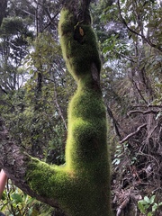 Leptostomum macrocarpum