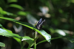 Catasticta flisa flisa