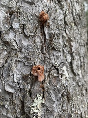 Dendroctonus rufipennis