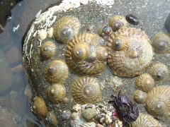 Trochita trochiformis