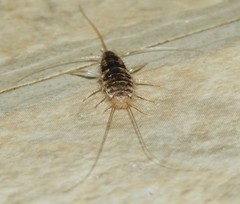 Lepismatidae