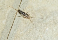 Lepismatidae