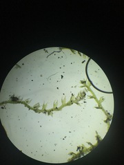 Cephaloziella hampeana