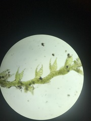 Cephaloziella hampeana