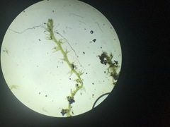 Cephaloziella hampeana