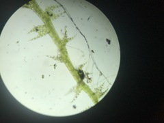 Cephaloziella hampeana
