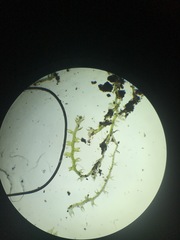 Cephaloziella hampeana