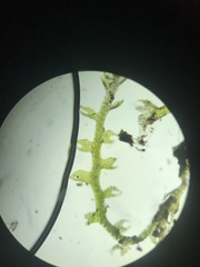 Cephaloziella hampeana