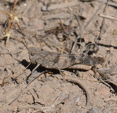 Trimerotropis fontana