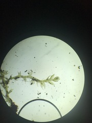 Cephaloziella hampeana