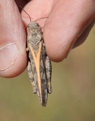 Cratypedes neglectus