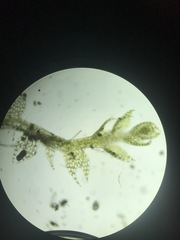 Cephaloziella hampeana