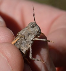 Cratypedes neglectus