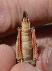 Cratypedes neglectus