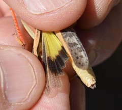 Cratypedes neglectus