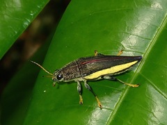 Paracupta flaviventris