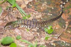 Tupinambis teguixin