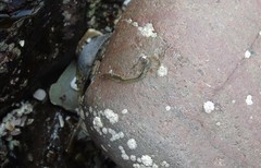 Phyllodocidae