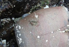 Phyllodocidae